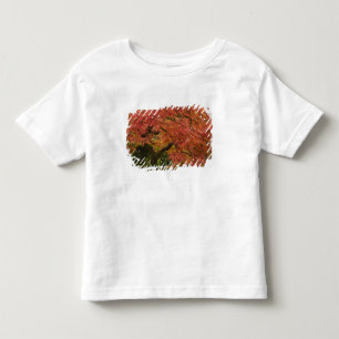 Japanese maple in fall colour toddler T-Shirt