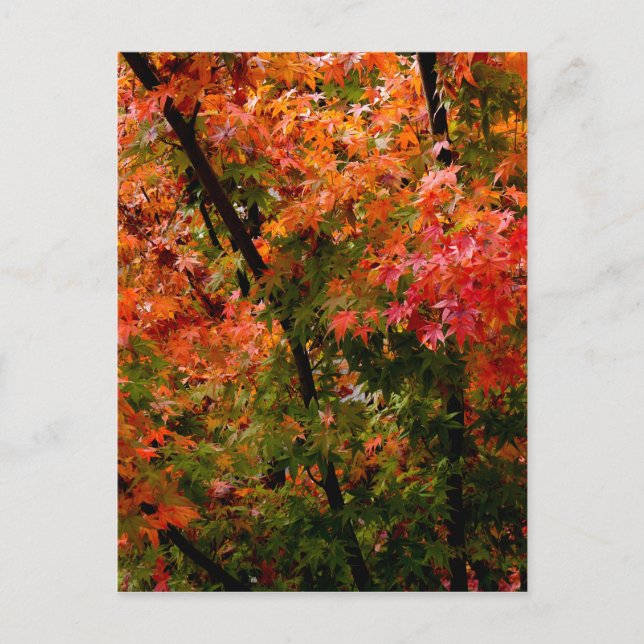 Japanese Maple in Fall Postcard (Front)