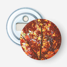 Japanese Maple in the Sun