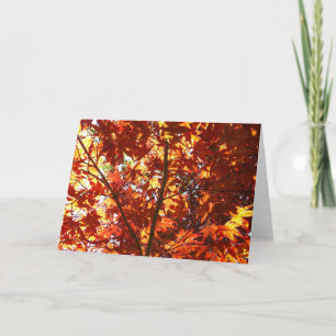 Japanese Maple in the Sun Card