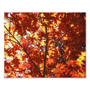 Japanese Maple in the Sun Photo Print