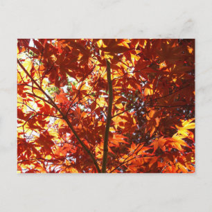 Japanese Maple in the Sun Postcard