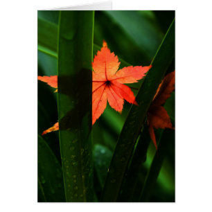 Japanese Maple Leaf