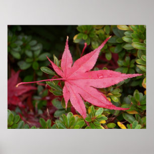 Japanese Maple Leaf Poster