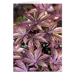 Japanese Maple Leaves