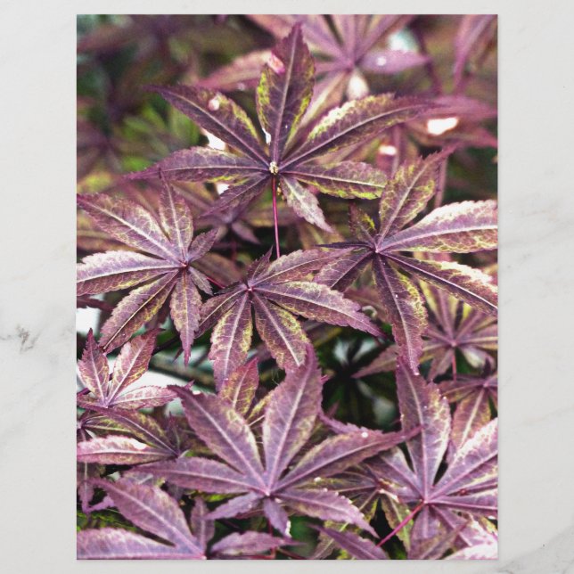Japanese Maple Leaves (Front)