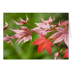 Japanese Maple Leaves