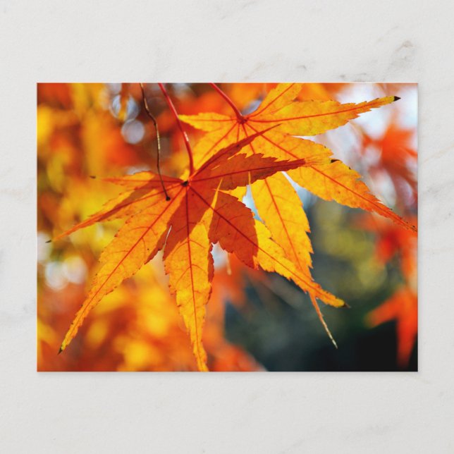 Japanese Maple Leaves in Autumn Postcard (Front)