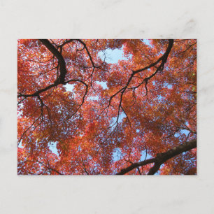 Japanese Maple Leaves in Autumn Postcard