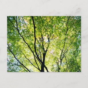 Japanese Maple Leaves: Japan Postcard