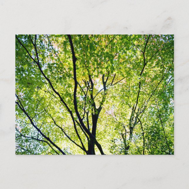 Japanese Maple Leaves: Japan Postcard (Front)