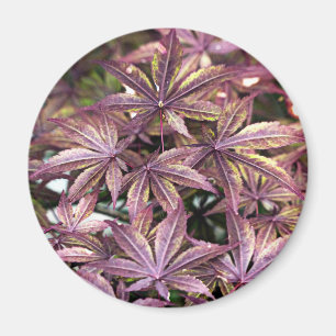 Japanese Maple Leaves Magnet