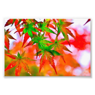 Japanese maple leaves photo print