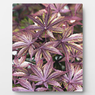 Japanese Maple Leaves Plaque