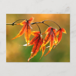Japanese Maple Leaves Postcard