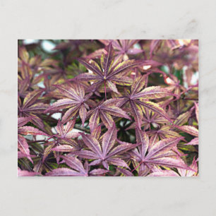 Japanese Maple Leaves Postcard
