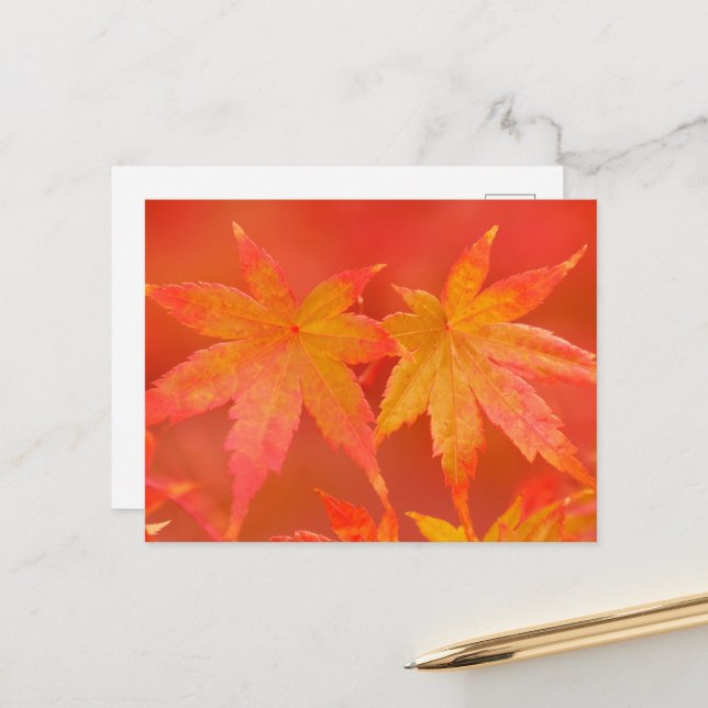 Japanese Maple Leaves Postcard (Front/Back In Situ)