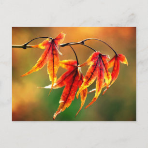 Japanese Maple Leaves   Postcard