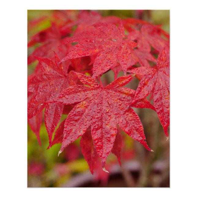 Japanese Maple Leaves Poster (Front)