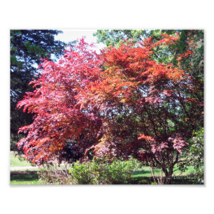 Japanese Maple Photo Print