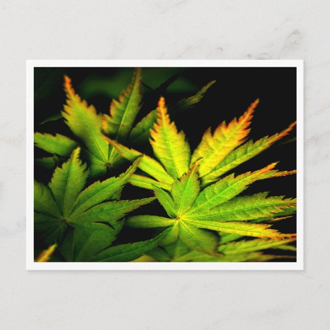 Japanese Maple Postcard (Front)