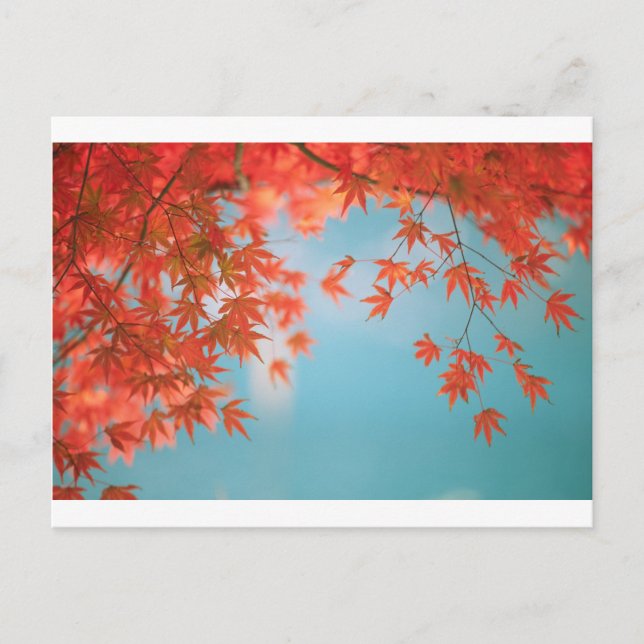Japanese maple postcard (Front)