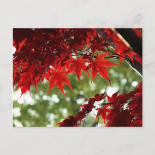 Japanese Maple Postcard