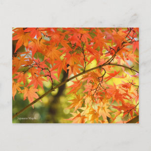 Japanese Maple：Postcard Postcard