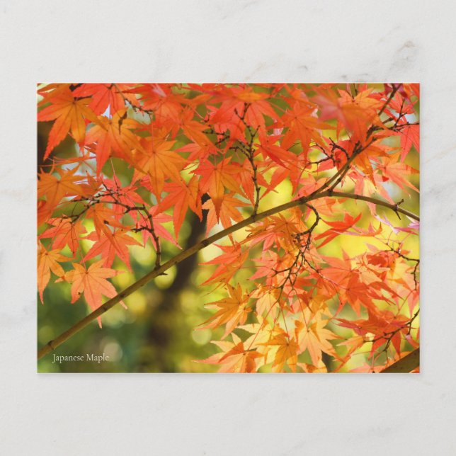 Japanese Maple：Postcard Postcard (Front)
