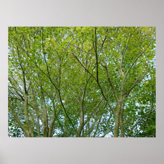 Japanese Maple Poster (Front)