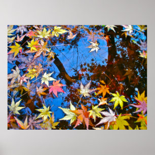 Japanese Maple Reflections Poster