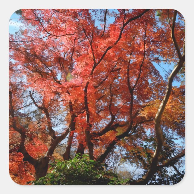 Japanese Maple Square Sticker (Front)