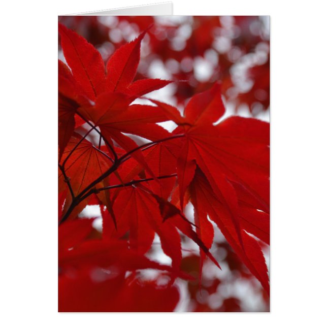 Japanese Maple Tree (Front)