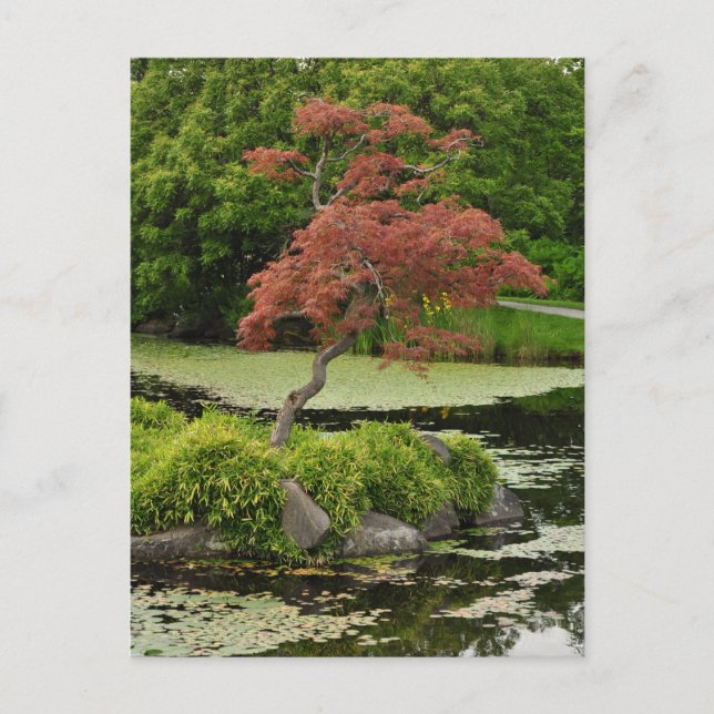 Japanese maple tree and garden pond postcard (Front)