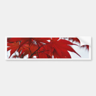 Japanese Maple Tree Bumper Sticker