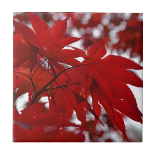 Japanese Maple Tree Ceramic Tile (Front)