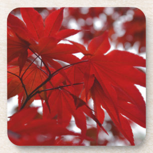 Japanese Maple Tree Coaster