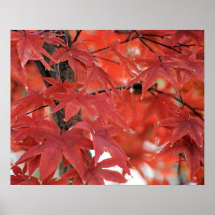 Japanese Maple Tree Fall Foliage Poster