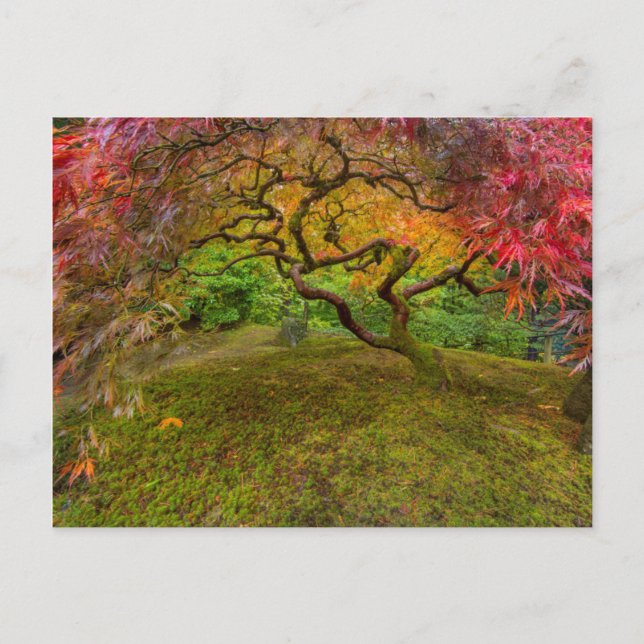 Japanese maple tree in autumn color postcard (Front)