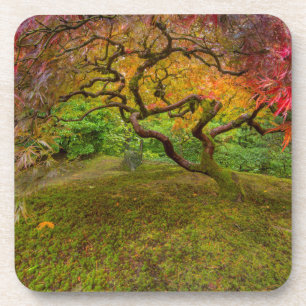 Japanese maple tree in autumn colour coaster