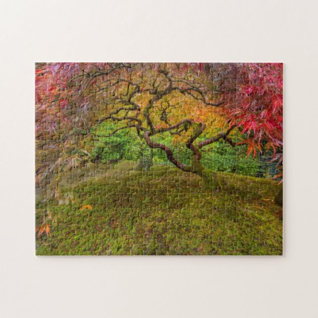 Japanese maple tree in autumn colour jigsaw puzzle (Horizontal)