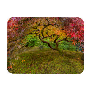 Japanese maple tree in autumn colour magnet