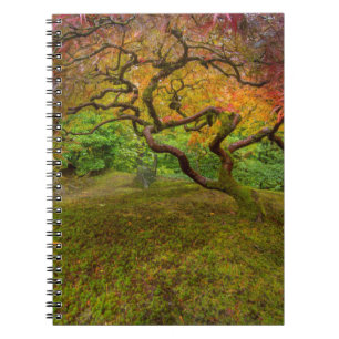Japanese maple tree in autumn colour notebook