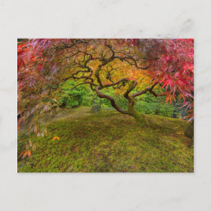 Japanese maple tree in autumn colour postcard
