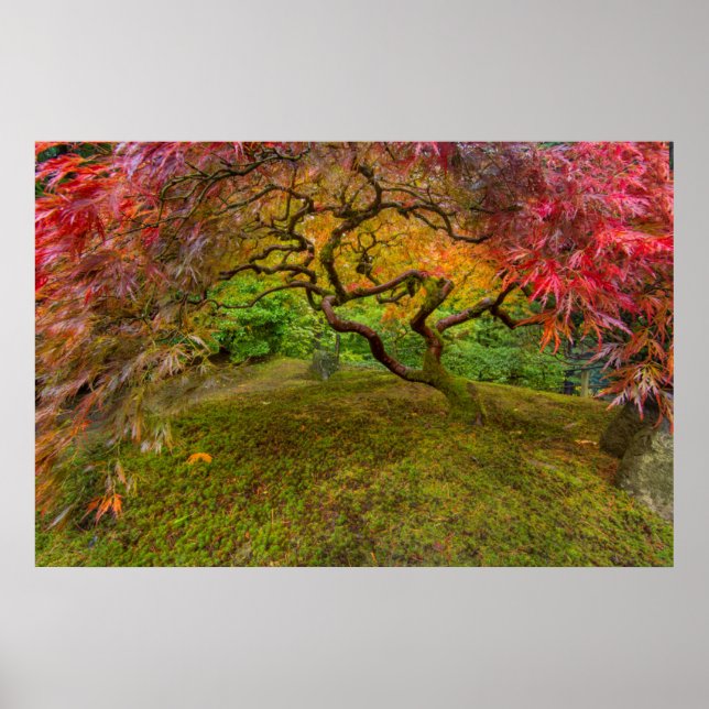 Japanese maple tree in autumn colour poster (Front)