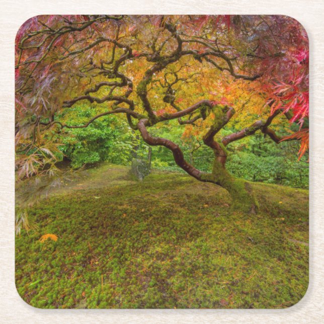 Japanese maple tree in autumn colour square paper coaster (Front)