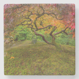 Japanese maple tree in autumn colour stone coaster
