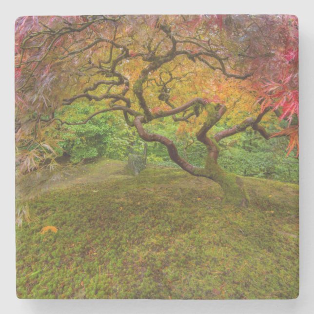 Japanese maple tree in autumn colour stone coaster (Front)