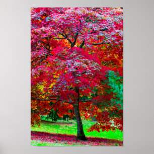 Japanese Maple Tree Poster