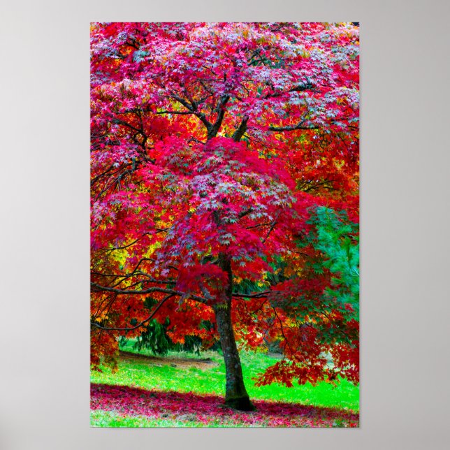 Japanese Maple Tree Poster (Front)